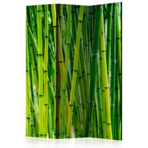 Paravento - bamboo forest [room dividers]
