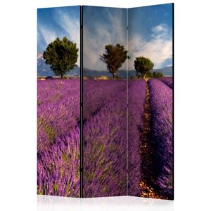 Paravento - lavender field in provence, france [room dividers]