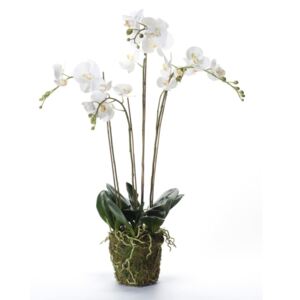 Emerald Orchidea Artificiale con Muschio Bianca 90 cm 20.355