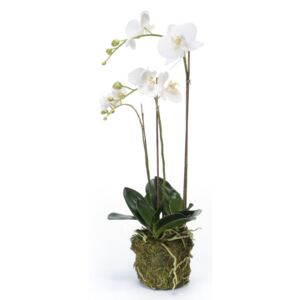 Emerald Orchidea Phalaenopsis Artificiale 70 cm Bianca