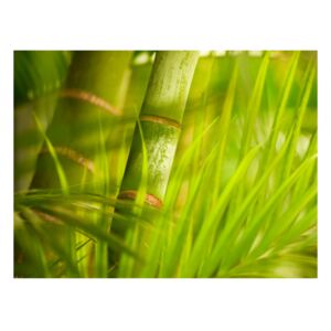 Carta da parati adesiva Oriente: Bambù - natura zen
